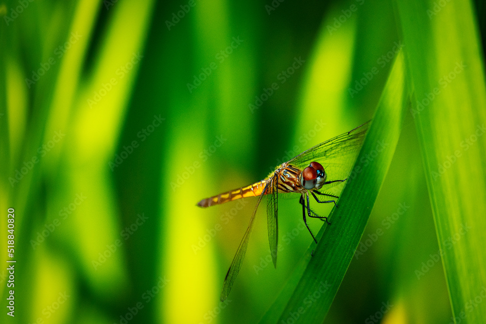 Fototapeta premium A female blue dasher dragonfly takes a rest on a reed near a pond.