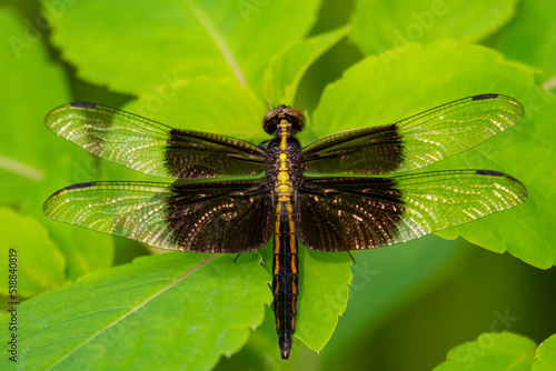 Female  widow skimmer dragonfly sits on a background of green leaves.