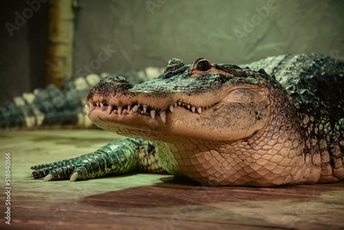 Photo crocodile in the zoo