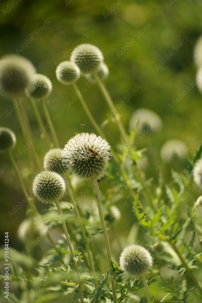 Fleur d'ici et de la...