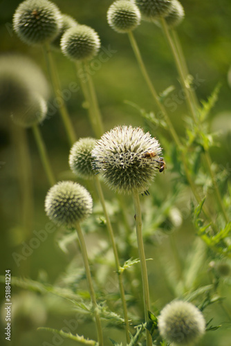 Fleur d'ici et de la...