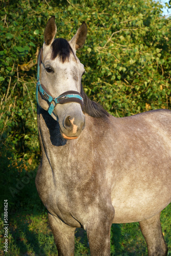 Portrait of a young gray mare of the Tersk breed photo