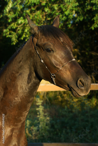 Portrait of a young bay foal of the Hanoverian breed