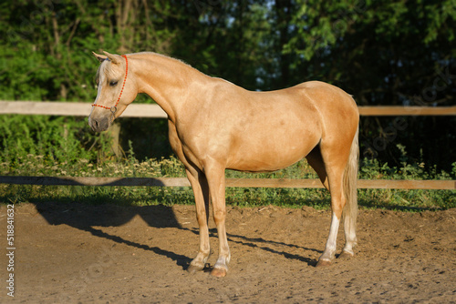 Welsh palomino pony in show stand