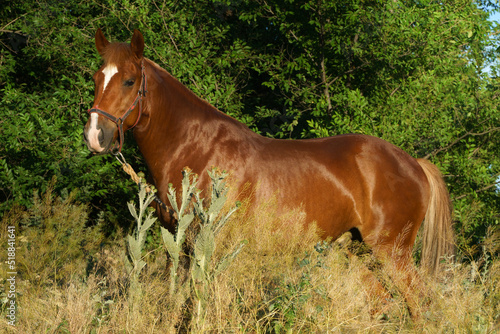   hestnut horse stands in the bushes 