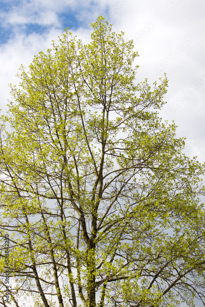 Obraz premium Growing Tree in Spring