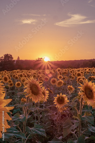sunflower field at sunset. Sunflower field during golden hour near Frankfurt. Sunflower field in Hessen, Germany. 