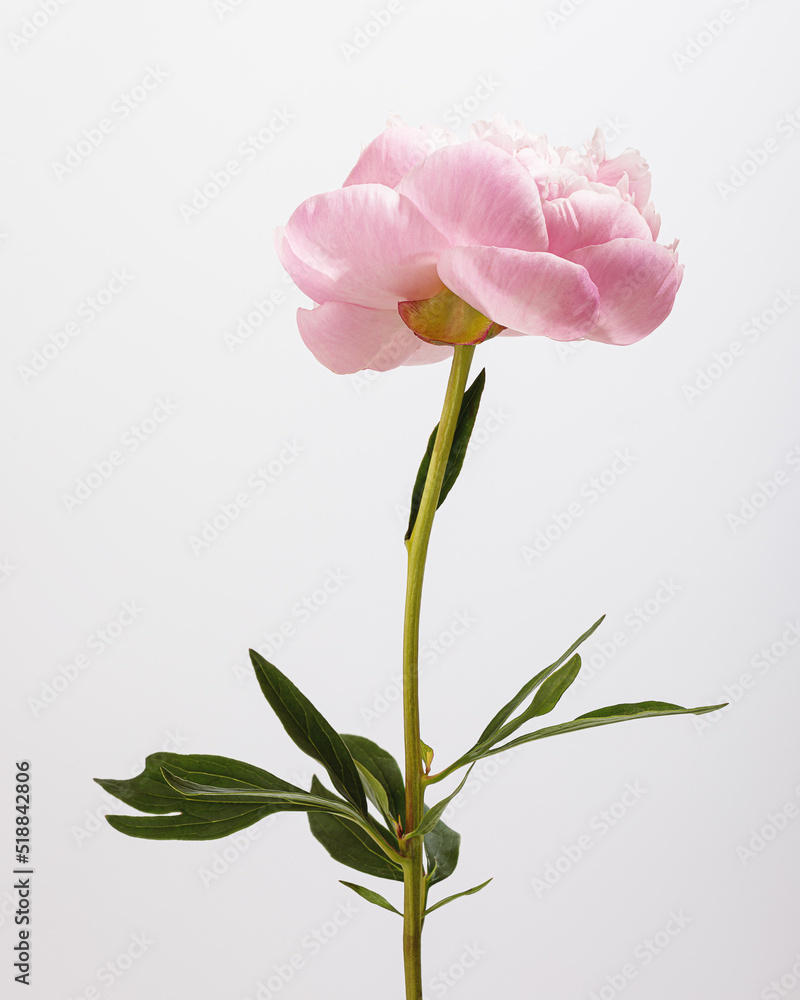 Obraz premium Blooming Peony