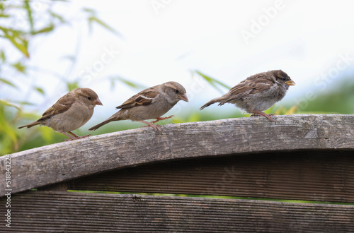 Three sparrows, adult and chicks, walk single file along fence. Cute baby bird in front. Side profile. House Sparrows "Passer Domesticus", Dublin, Ireland
