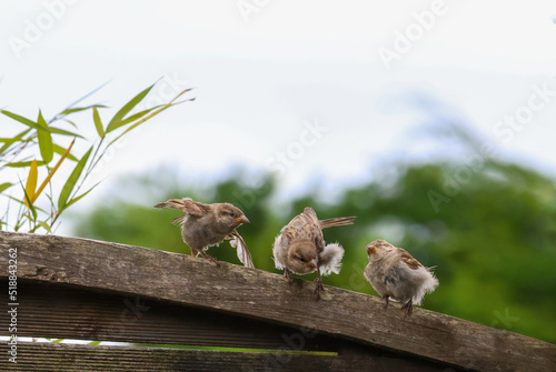 Canvas-taulu Three baby birds on fence with fluffy feathers learning to fly