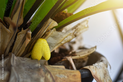 The Yellow Houseplant Mushroom, Leucocoprinus Birnbaumii photo