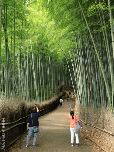 京の涼さがし（嵐山竹林の道）