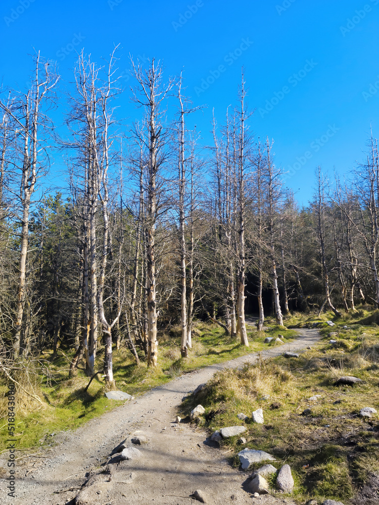 Crooked dead tree of strange shape in wasteland forest. Karelia. Vottovaara Mountain after wildfire. Wood goblin. Crooked dead tree of strange shape in wasteland forest. Karelia. Vottovaara Mountain after wildfire. Wood goblin.