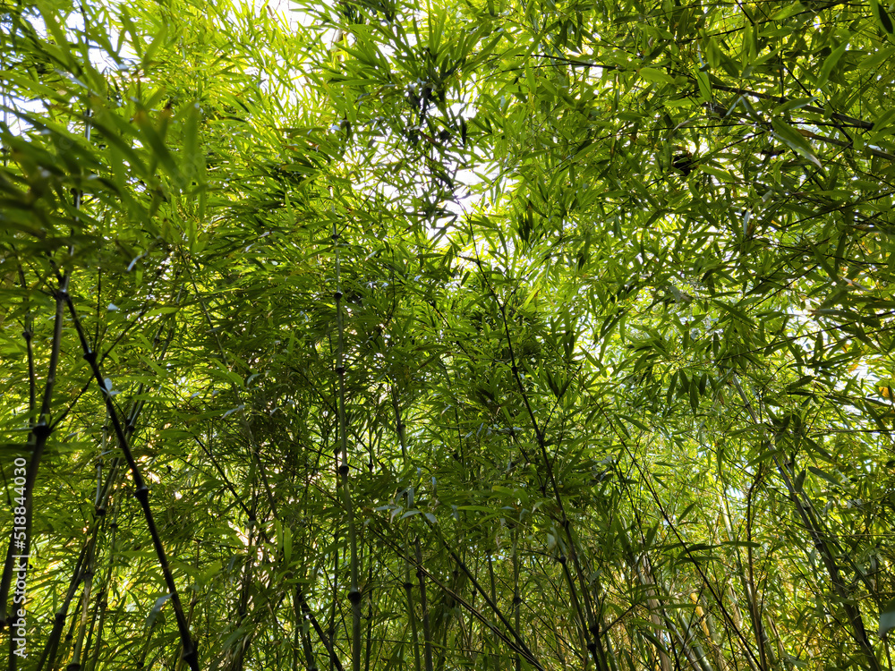 Fototapeta premium Solid bamboo thickets. Wall of reed and bamboo.