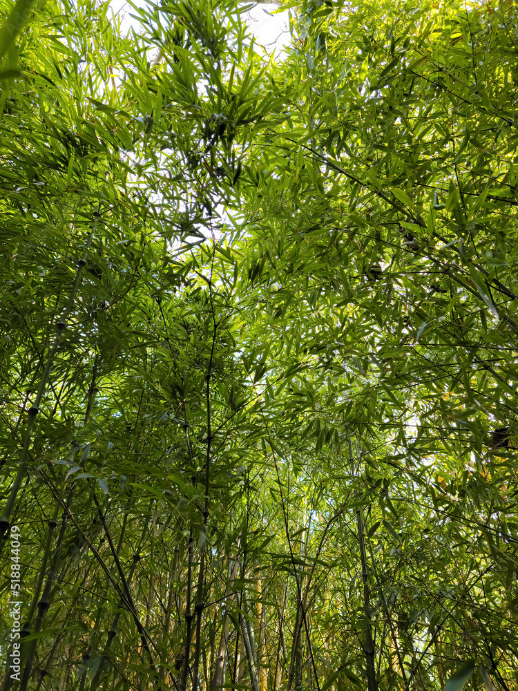 Solid bamboo thickets. Wall of reed and bamboo. Solid bamboo thickets. Wall of reed and bamboo.