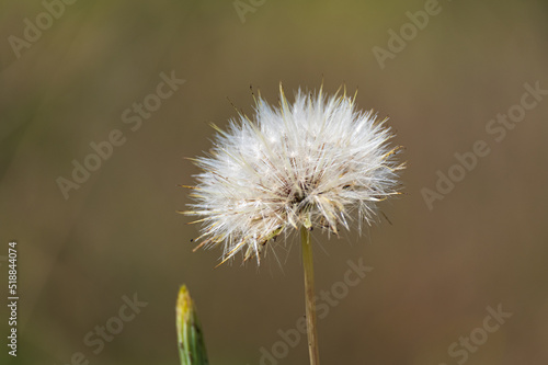 Close up of a common dandelion  taraxacum officinale  seed head with an brown background