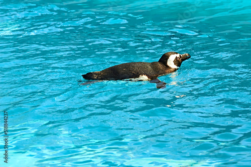 Blackpool Zoo Magellanic Penguins Swimming in the Pool Enclosure 