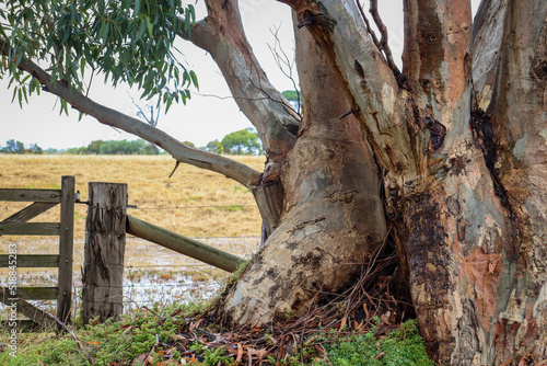 old eucalyptus tree next to fence in wet field