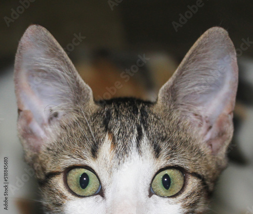 The upper half of the muzzle of one young tabby cat with big ears looks at the cameta