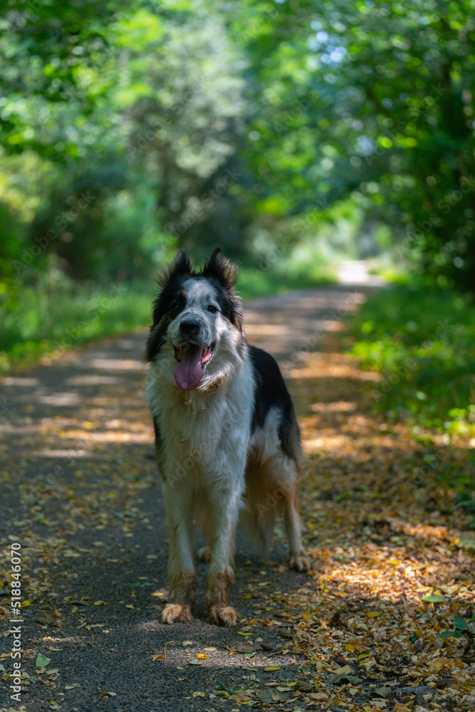 paseo con mascota en el bosque