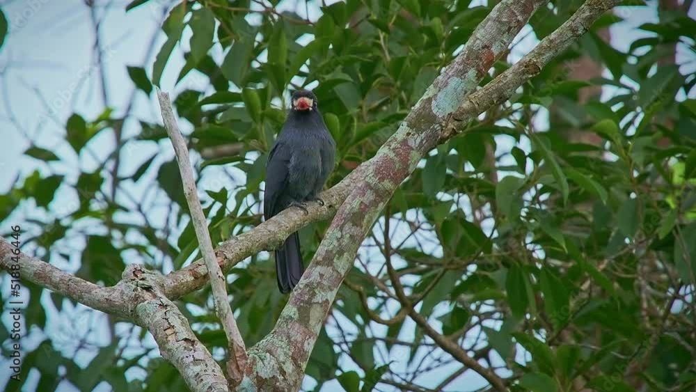 The white-fronted nunbird (Monasa morphoeus), beautiful grey neotropical bird perched on a tree branch in a reinforest in Ecuador. The white-fronted nunbird (Monasa morphoeus), beautiful grey neotropical bird perched on a tree branch in a reinforest in Ecuador.