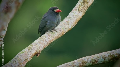 The white-fronted nunbird (Monasa morphoeus), beautiful grey neotropical bird perched on a tree branch in a reinforest in Ecuador. photo