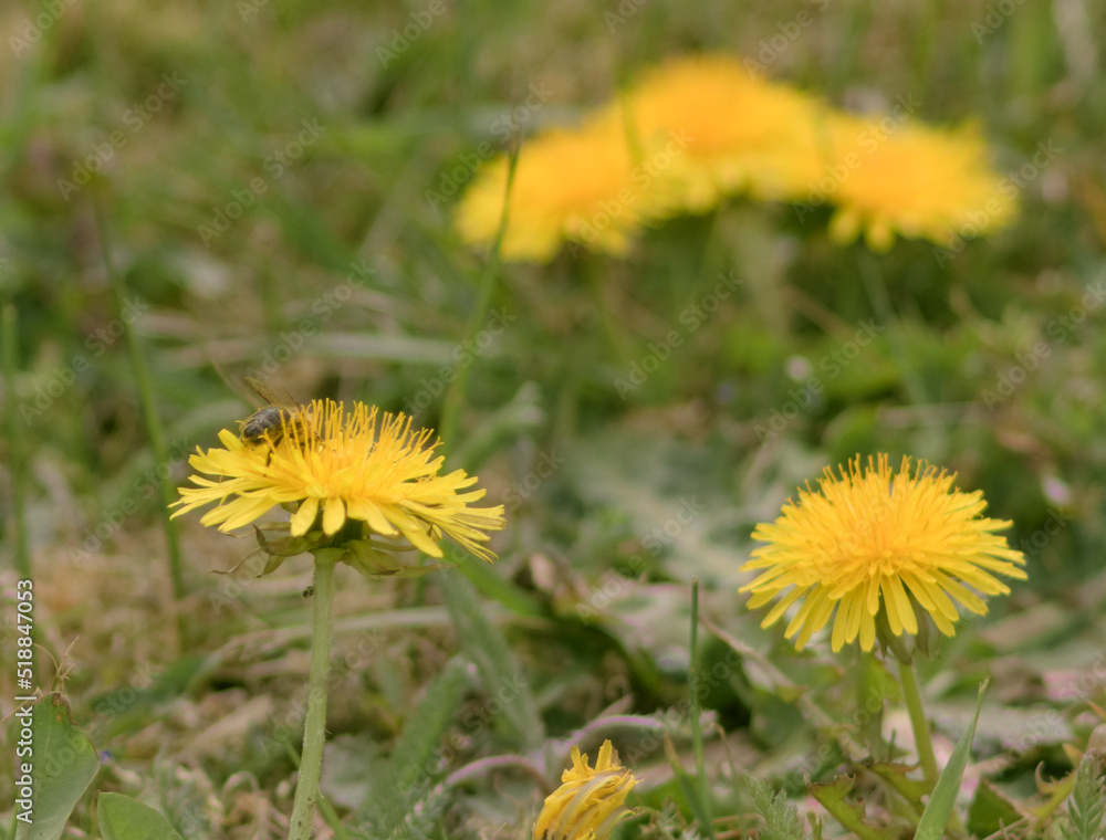 Bee and Taraxacum officinale as dandelion or common dandelion. Polish ...