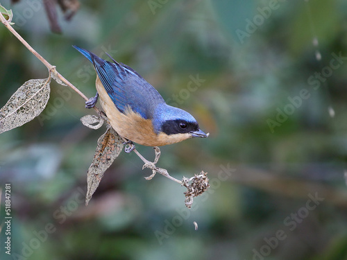 Fawn-breasted Tanager - Pipraeidea melanonota –  saíra-viúva photo