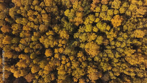 Aerial Altai view of colorful autumn mountain forest. Clip. Nature and ecology outdoor concept, Russian countryside landscape, Siberia, Altai.