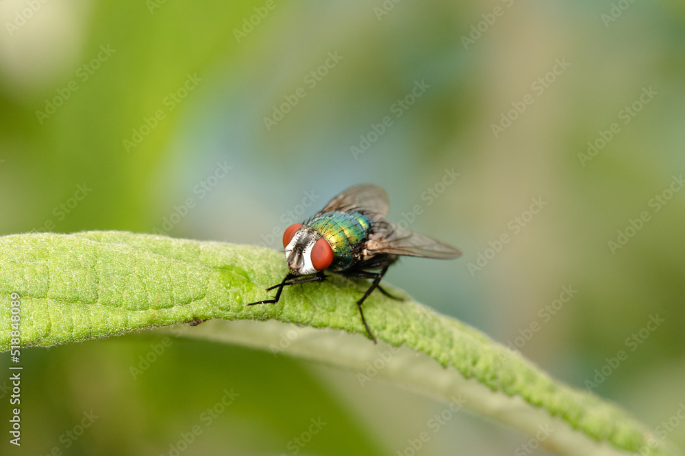 Naklejka premium The houseflz sitting on plant