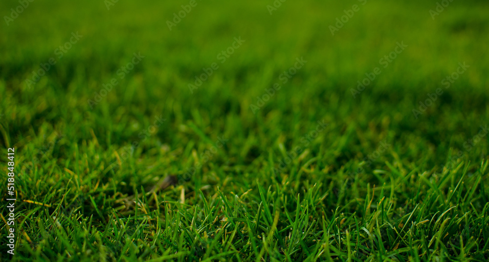 Green lawn, trimmed grass in summer Green lawn, trimmed grass in summer