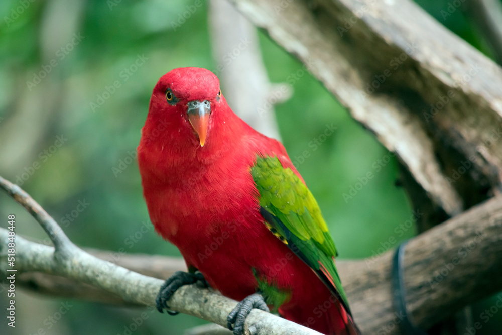 the red lory is perched on a tree branch