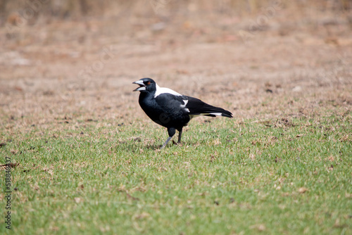 the magpie is a black and white bird