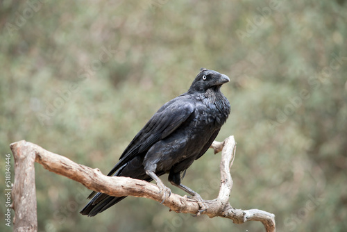 the raven is a black bird  perched on a tree branch