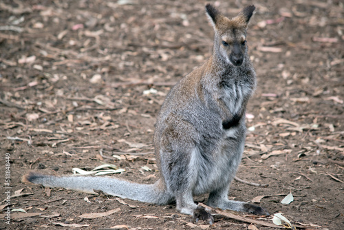 this is a female red necked wallaby