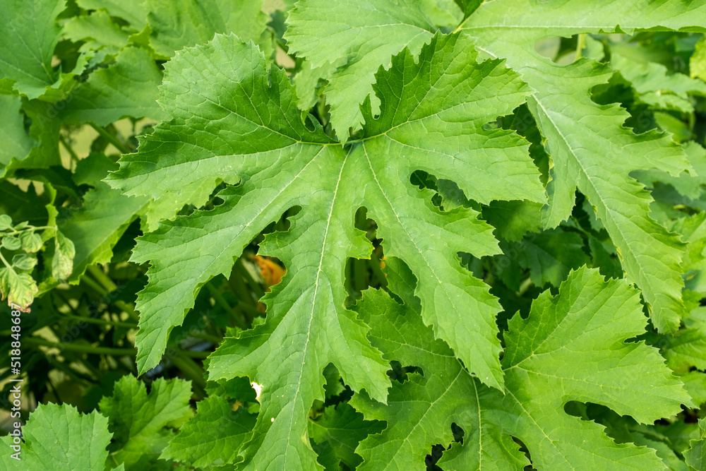 Zuchini plant, close-up. Background from vegetable marrow bush for publication, poster, screensaver, wallpaper, postcard, banner, cover, post Zuchini plant, close-up. Background from vegetable marrow bush for publication, poster, screensaver, wallpaper, postcard, banner, cover, post