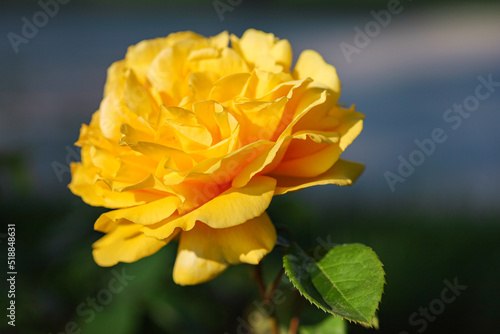 yellow rose in garden with bokeh photo