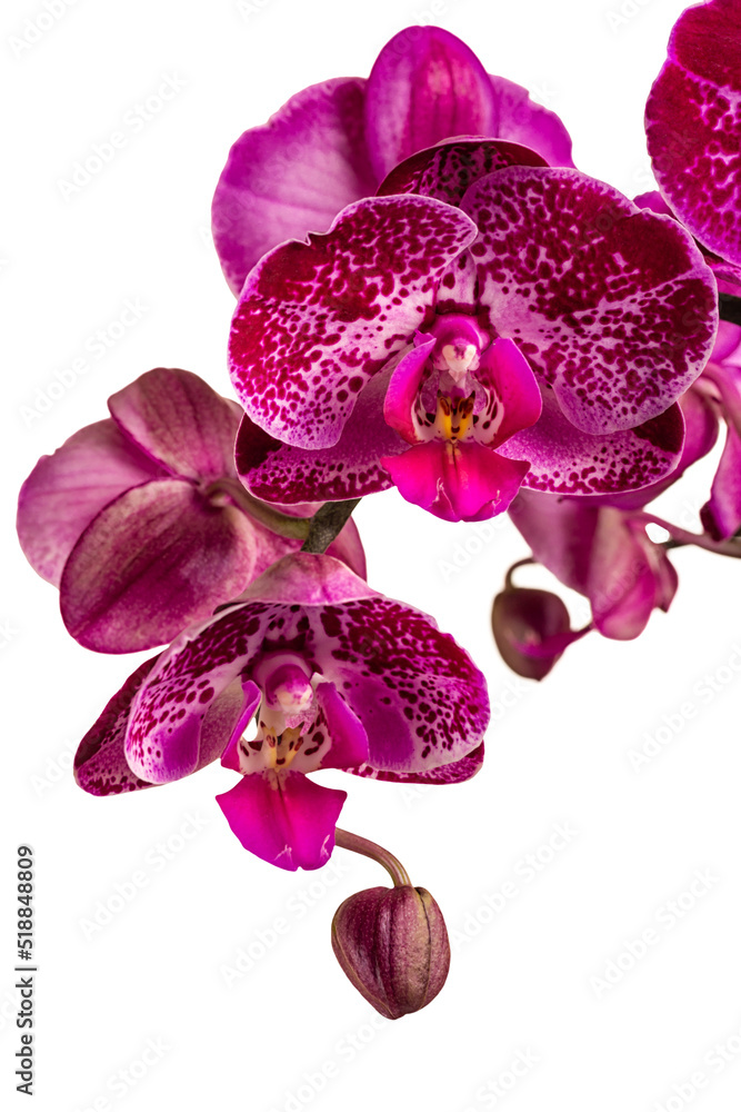 Fototapeta premium Orchid isolated on white background