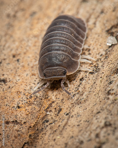 Pill Bug Up close on cement