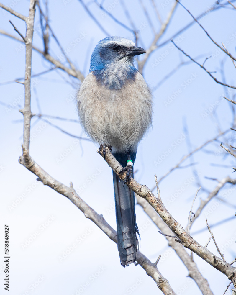 Fototapeta premium Florida Scrub Jay Endangered Animal