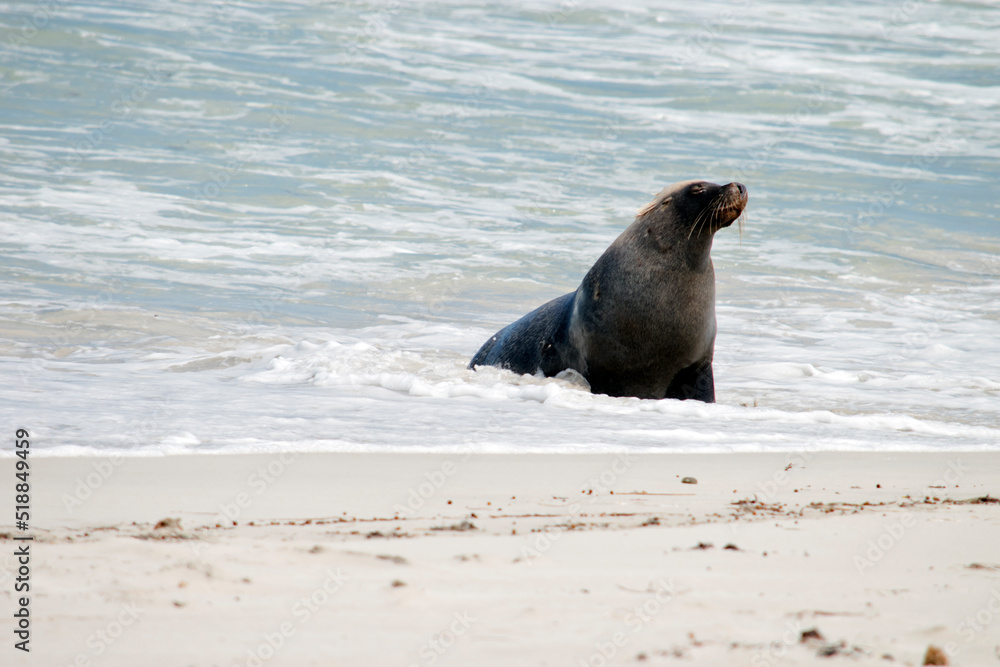 Fototapeta premium the male sea lion is all grey except for a patch of brown on their forhead