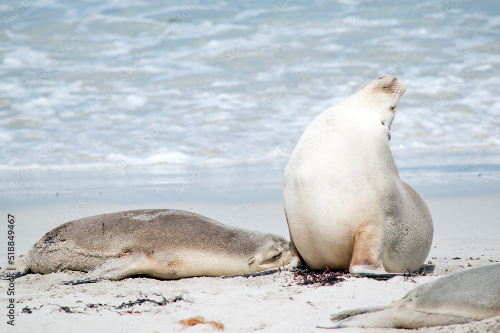 Obraz premium the sea lions are grey on top and white on the bottom, they have hair not fur