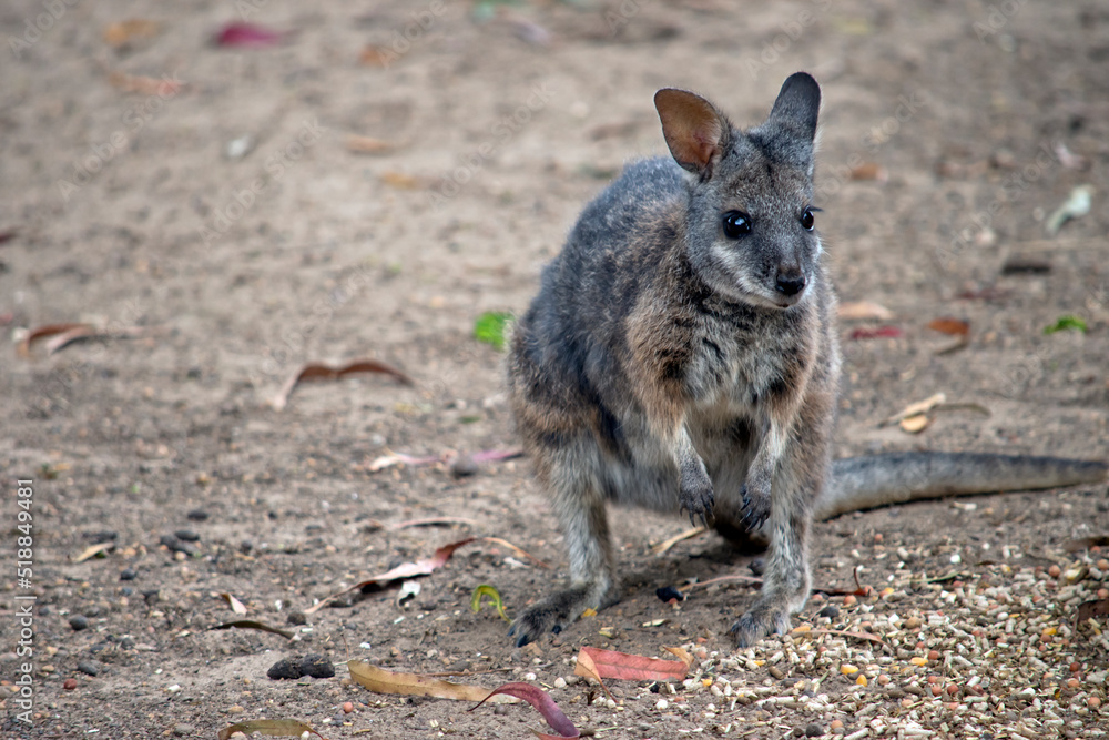 the tammar wallaby is looking for food the tammar wallaby is looking for food