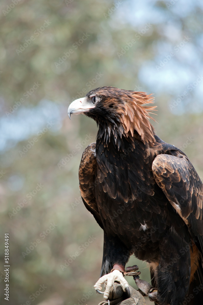 Fototapeta premium this is a close up of a wedge tailed eagle