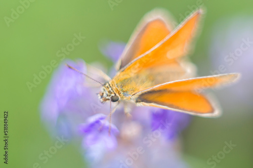 orange moth on purple lavender flower, macro photography natural background