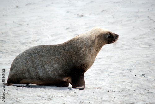 the male sea lion is all grey with a little black and white on the head