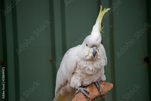 the sulphur crested cockatoo has a yellow crest and is a white bird photo