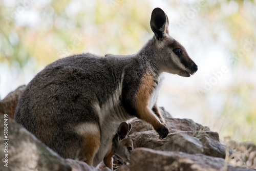 this is a side view of a  yellow footed rock wallaby with her joey in her pouch