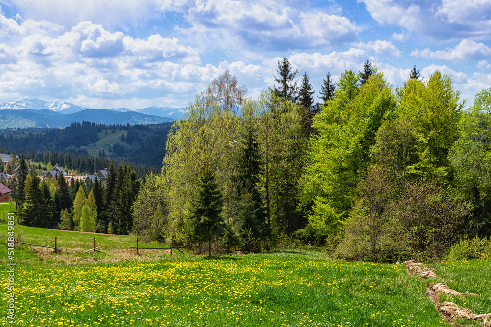 Polonina (pasture) in  Carpathian Mountains, Ukraine.