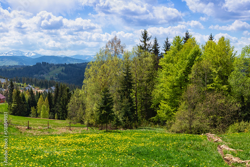 Polonina  pasture  in  Carpathian Mountains  Ukraine.